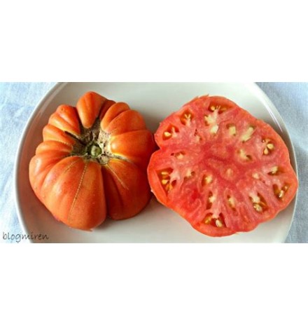 Tomate bio rose