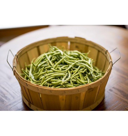Plants de haricot vert bio