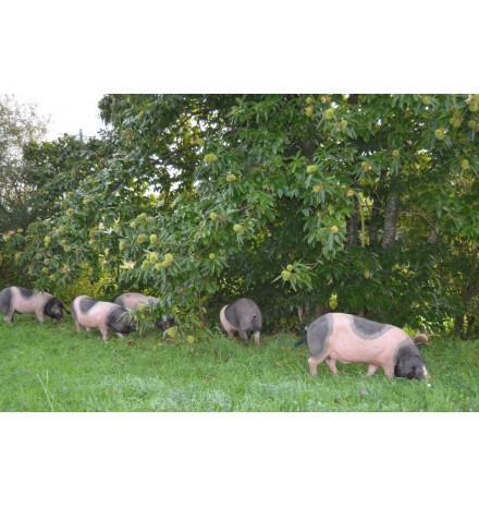 chipolatas porc basque